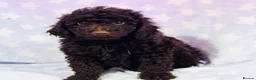Toy Poodle dogs for sale: Beautiful toy poodles, ready now  - Advert 9