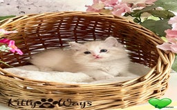 Ragdoll cats for sale: 🐾🩷*TICA REG* LYNX TABBY EU RAGDOLL KITTENS🩵🐾 - Image 1