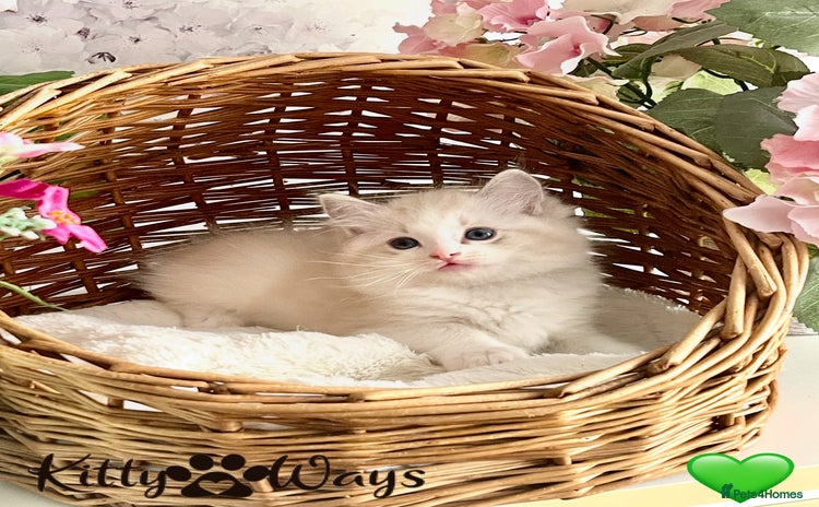 Ragdoll cats - Advert 18