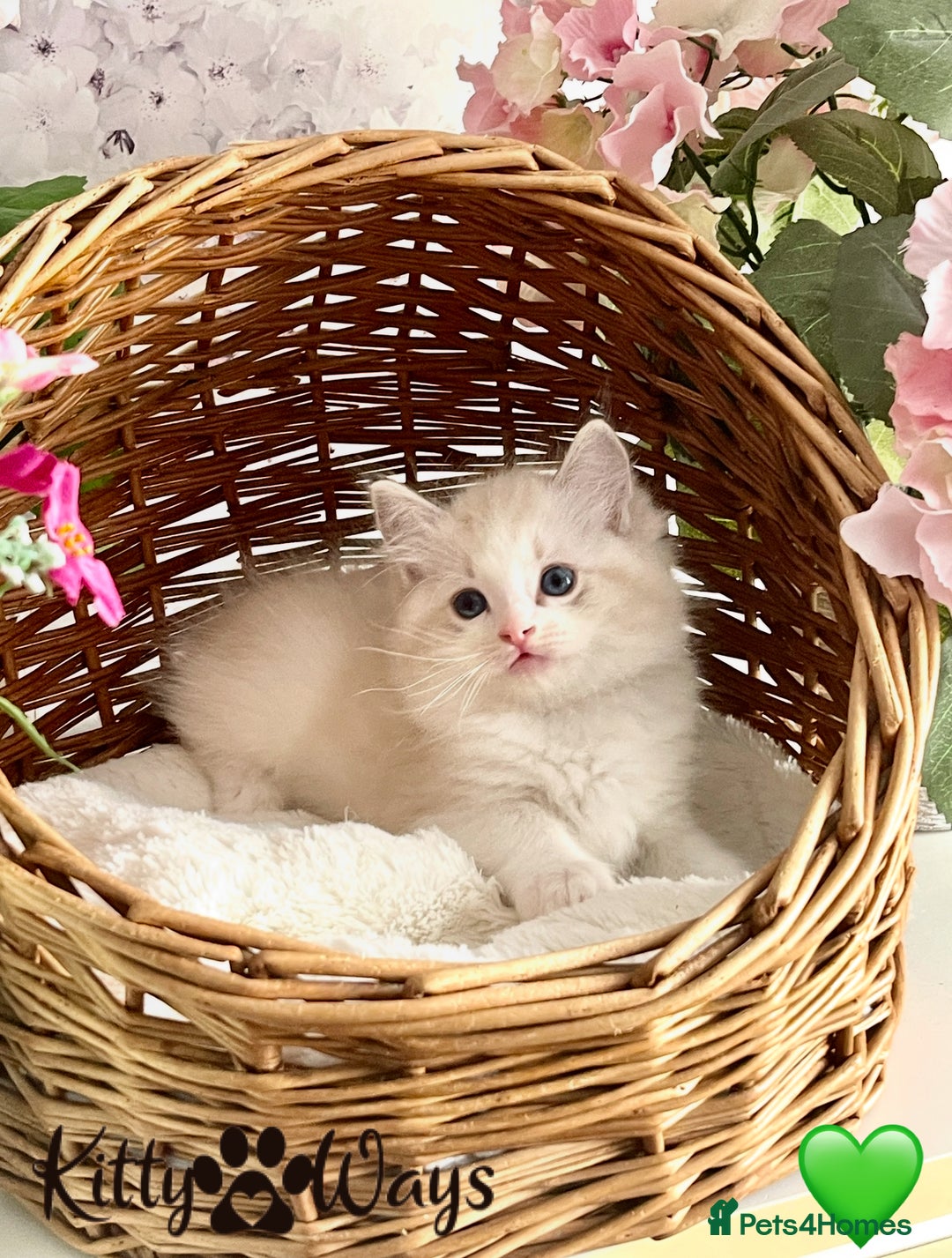 Ragdoll cats for sale: 🐾🩷*TICA REG* LYNX TABBY EU RAGDOLL KITTENS🩵🐾 - Image 1