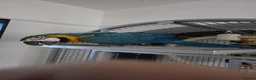 Macaws birds for sale: Blue macaw  - Advert 3