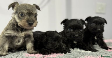 Miniature Schnauzer dogs - Advert 6