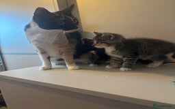 Mixed Breed cats for sale: 😻Happy kittens 😻 - Image 11