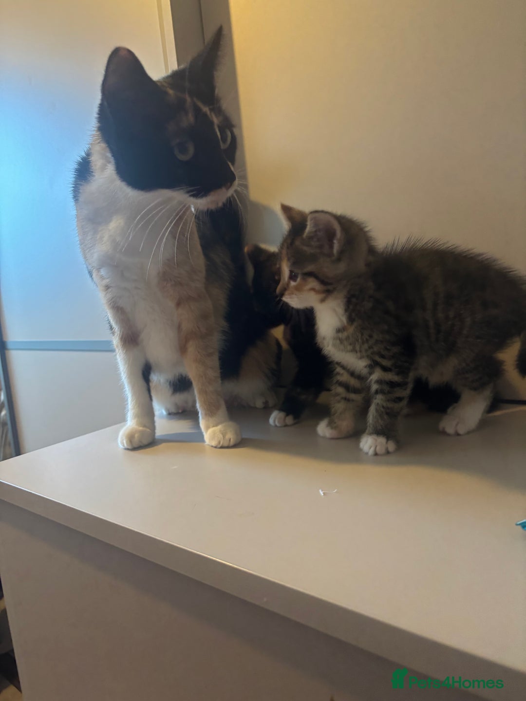 Mixed Breed cats for sale: 😻Happy kittens 😻 - Image 11