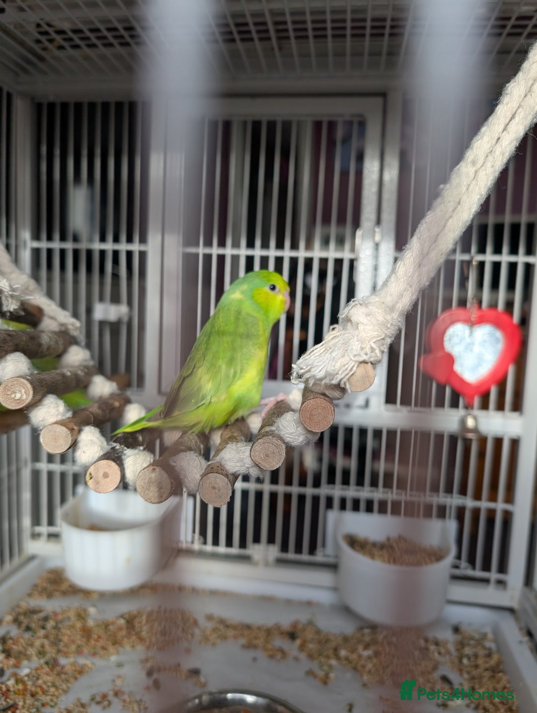 Parrots birds for sale: PARROTLET  - Image 2
