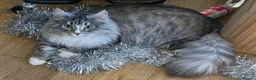 Siberian cats for sale: 2 gorgeous Registered Siberian Kittens - Advert 3