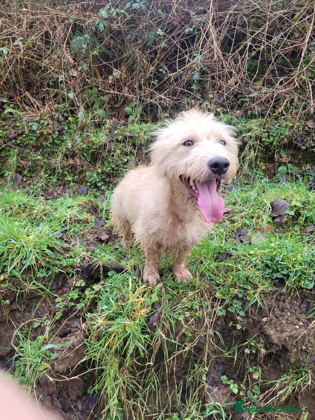 Glen of Imaal Terrier dogs for sale: Maximum dog in minimum frame! - Advert 17