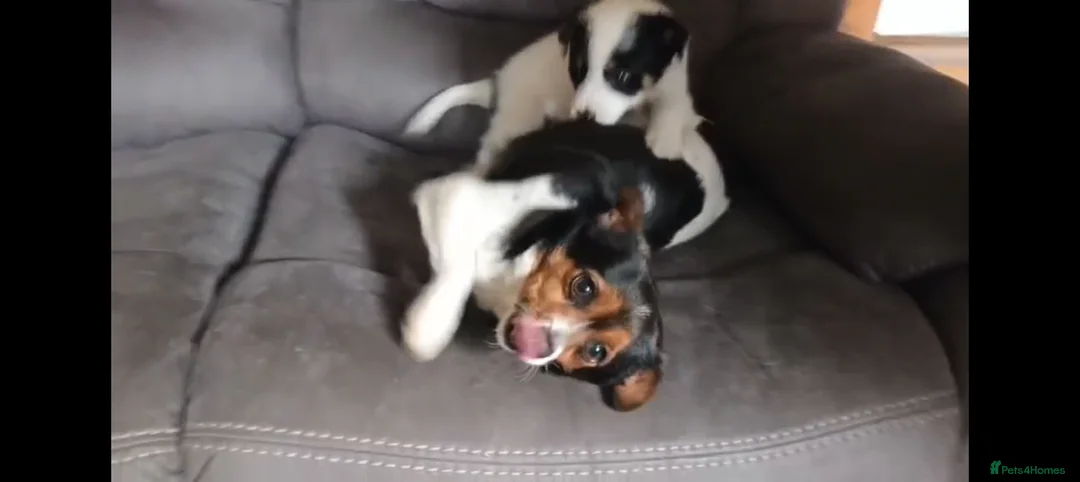 Jack Russell dogs for sale: Jack Russell boy pup in Truro - Advert 2