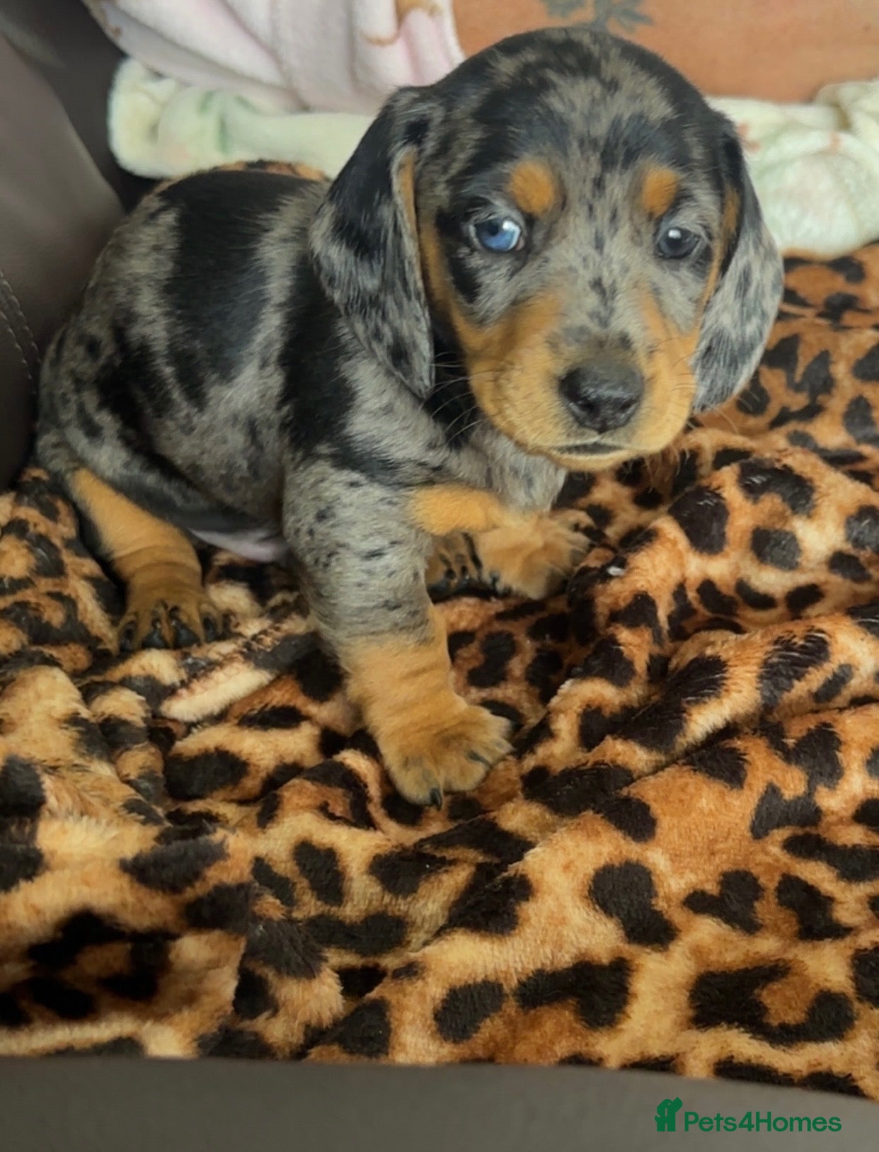Miniature Dachshund dogs 🐾 Gorgeous Miniature Dachshund Boy 💙🏡 - Advert 5