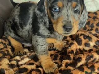 Miniature Dachshund dogs 🐾 Gorgeous Miniature Dachshund Boy 💙🏡 - Advert 5