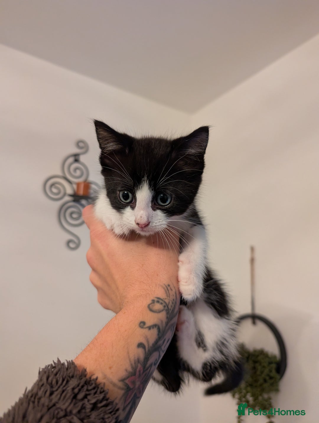 Domestic Shorthair cats for sale: Kittens for sale - Image 10
