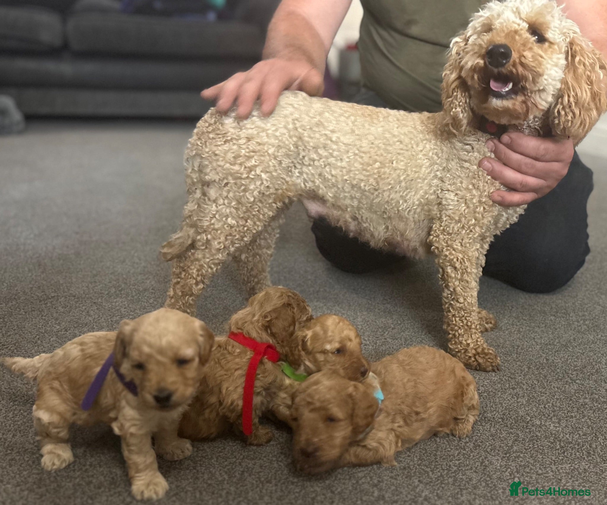 Miniature Poodle dogs Exquisite KC Registered miniature Poodles  - Advert 1