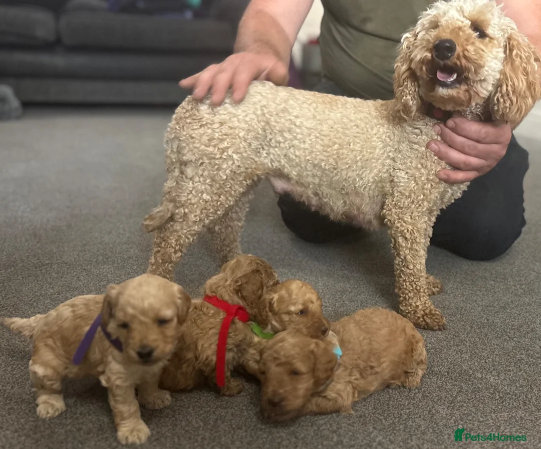 Miniature Poodle dogs for sale: Exquisite KC Registered miniature Poodles  - Advert 1