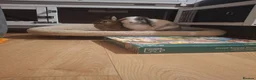 Mixed Breed rabbits for sale: Lop and Netherland Dwarf for sale in Nottingham - Advert 2