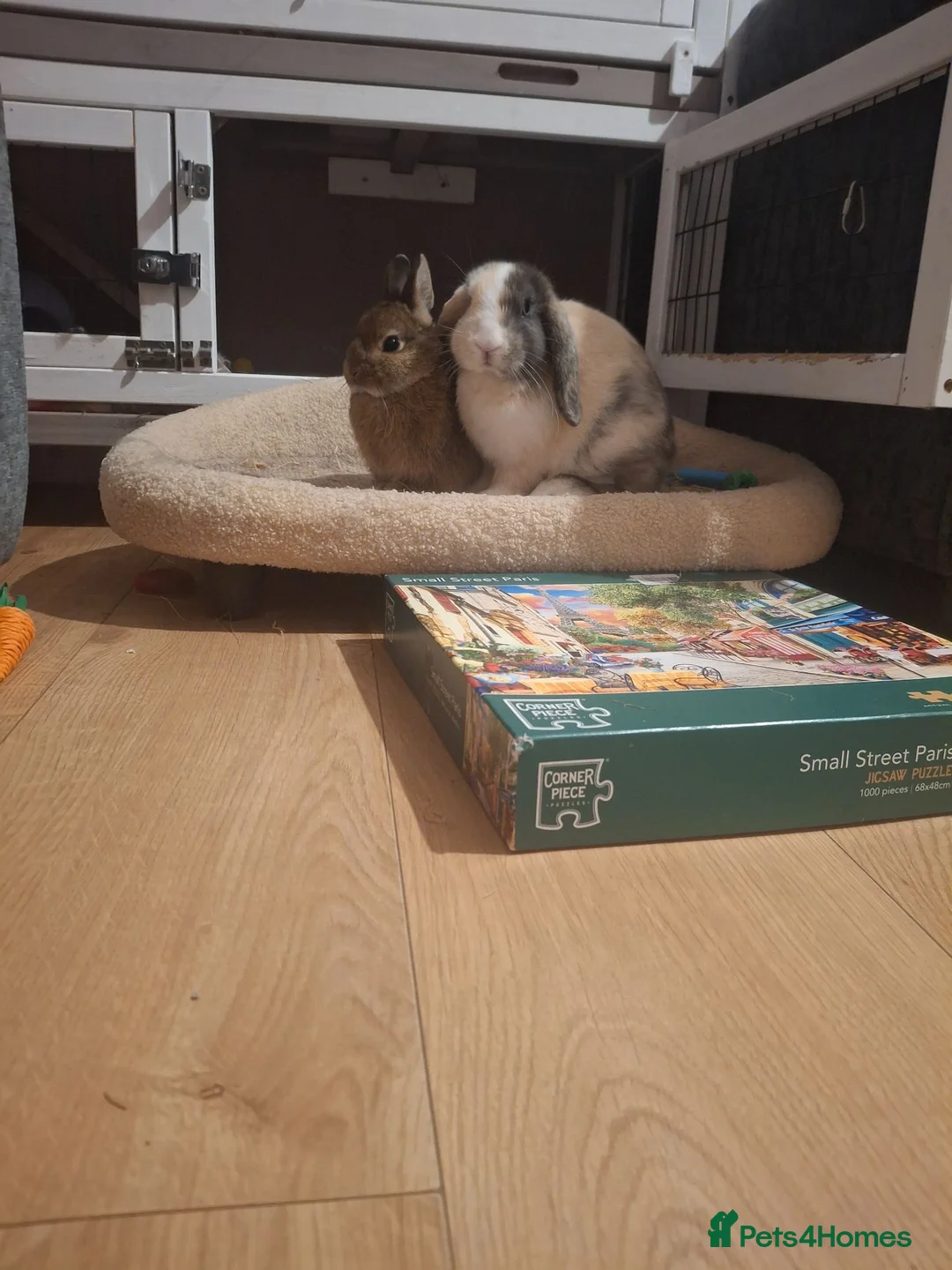 Mixed Breed rabbits for sale: Lop and Netherland Dwarf for sale in Nottingham - Advert 2
