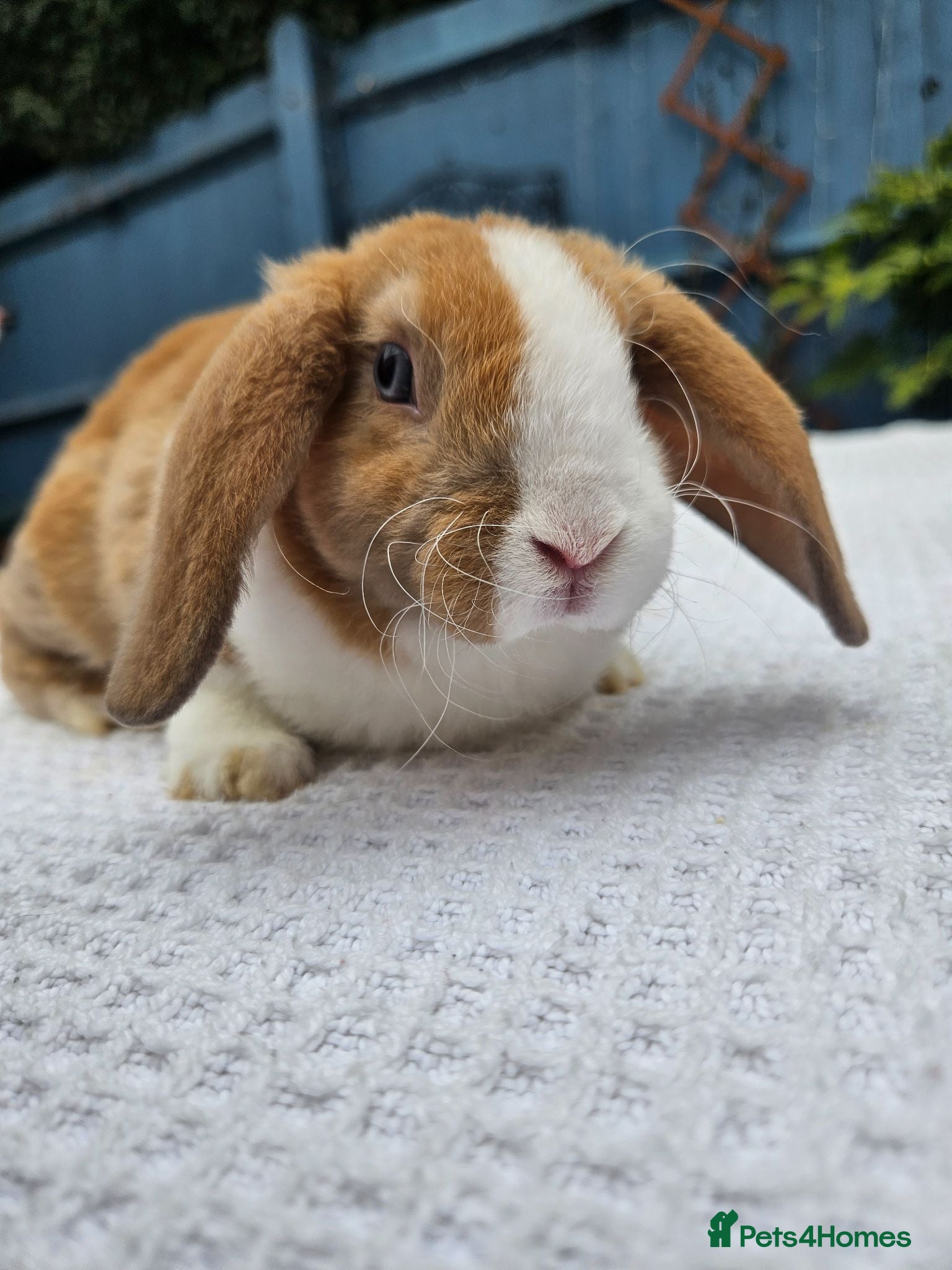 Mini Lop rabbits Purebred Mini Plush Lops- Suffolk - Advert 1