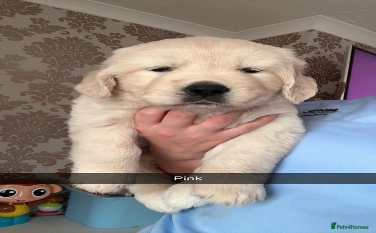 Golden Retriever dogs - Advert 14