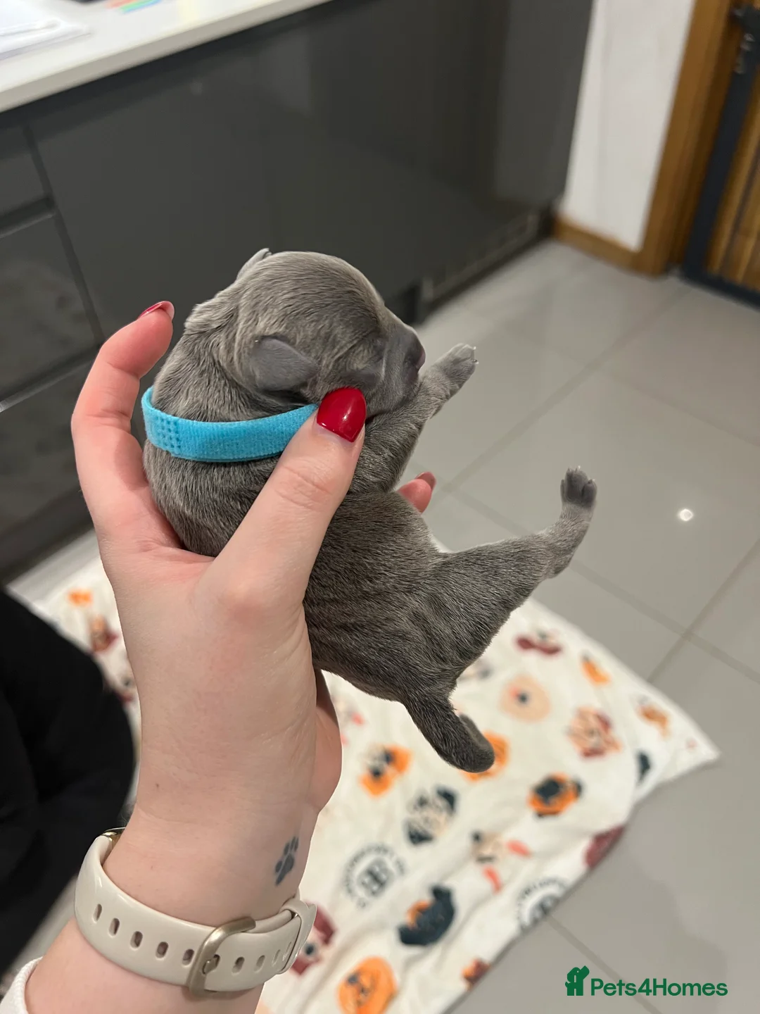 Staffordshire Bull Terrier dogs for sale: Blue Staffordshire bull terrier  - Advert 6