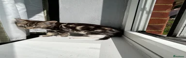 Silver tortoiseshell