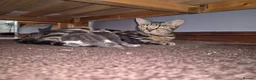 Mixed Breed cats for adoption: Rescue cat, Dolly's kittens- 1 boy and 1 girl left - Advert 8