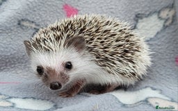 Pygmy Hedgehog rodents for sale: African Pygmy Hedgehog Hoglets  - Advert 9