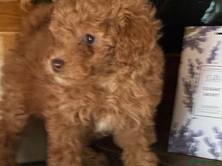 Toy Poodle dogs Red and Apricot Tiny Toy Poodles - Ready Soon - Advert 6