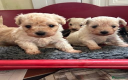 Mixed Breed dogs for sale: Gorgeous Bichon Frise x Maltese Puppies - Image 12