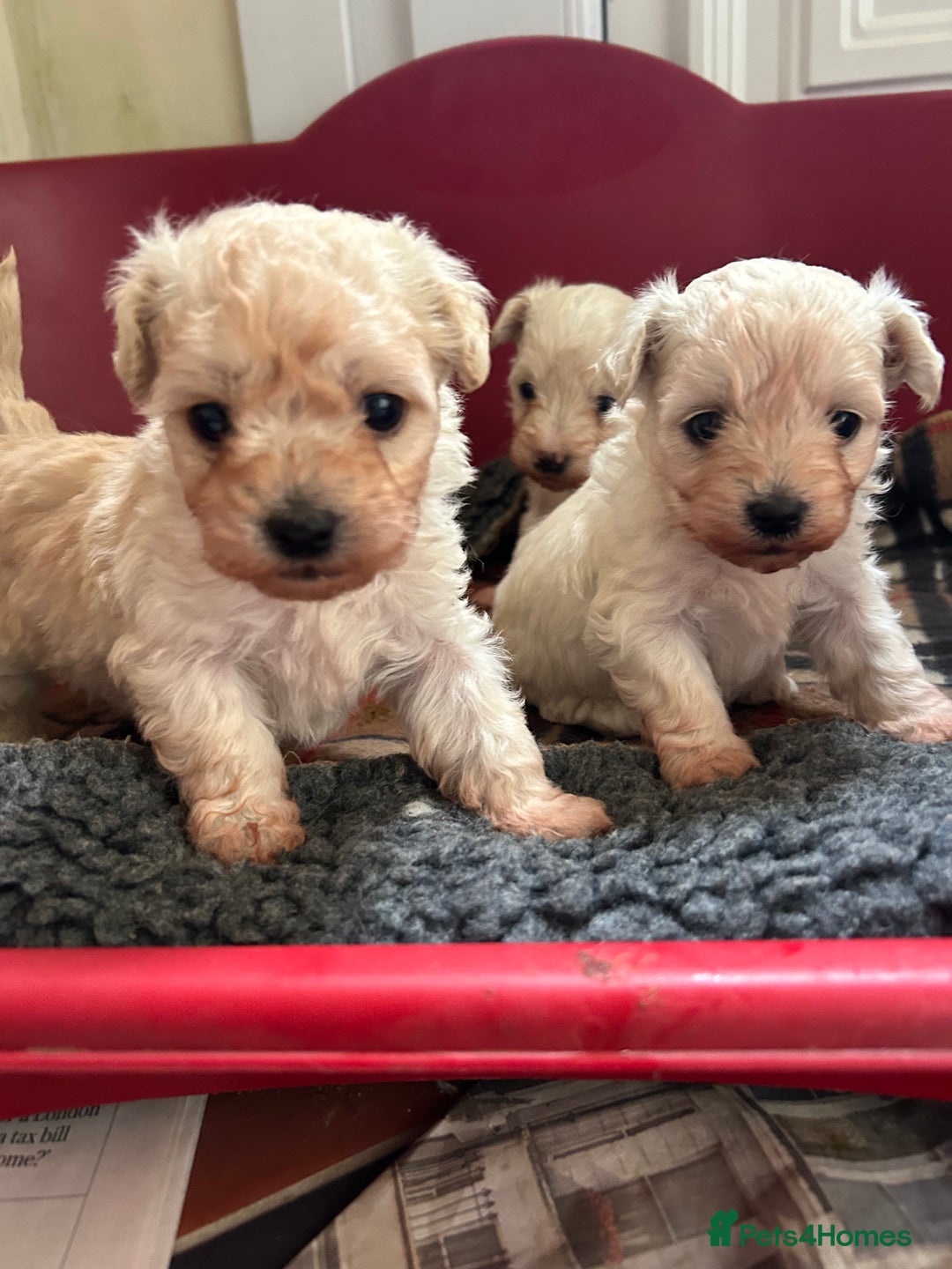 Mixed Breed dogs for sale: Gorgeous Bichon Frise x Maltese Puppies - Image 12