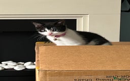 Mixed Breed cats for sale: Kitten for sale - Image 8