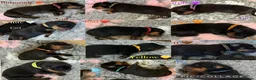 Rottweiler dogs for sale: 🐾 Beautiful Rottweiler Puppies 🐾 - Advert 1