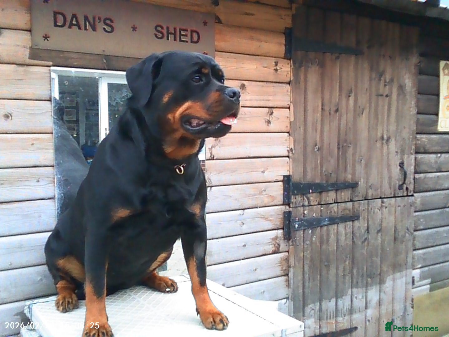 Rottweiler dogs Rottweiler  - Advert 4