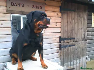 Rottweiler dogs Rottweiler - Advert 3