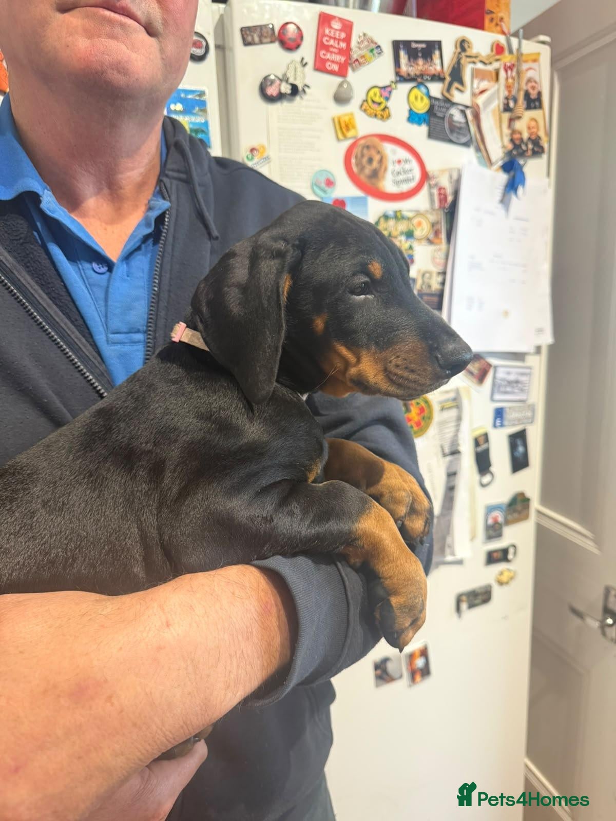 Dobermann dogs KC  reg Dobermann puppies ready NOW - Advert 2