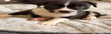 Staffordshire Bull Terrier Puppy 3