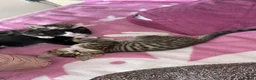 Bengal cats for sale: Kitten’s and mother are ready for there homes - Advert 8