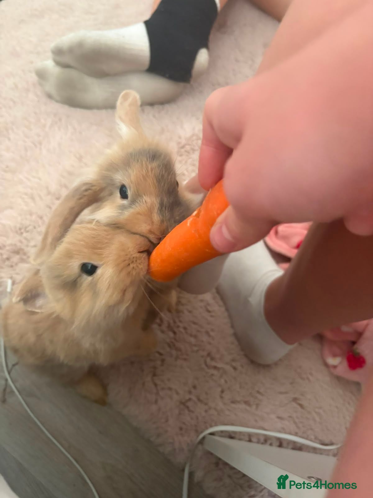 Mini Lop rabbits Mini Lop Girl Rabbits - Advert 4