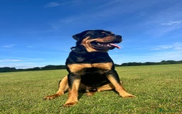 Rottweiler dogs for sale: Rottweiler puppies  - Image 30