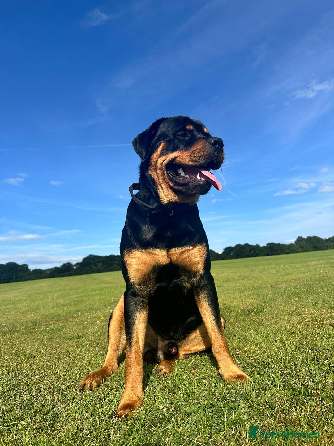Rottweiler dogs for sale: Rottweiler puppies  - Image 30