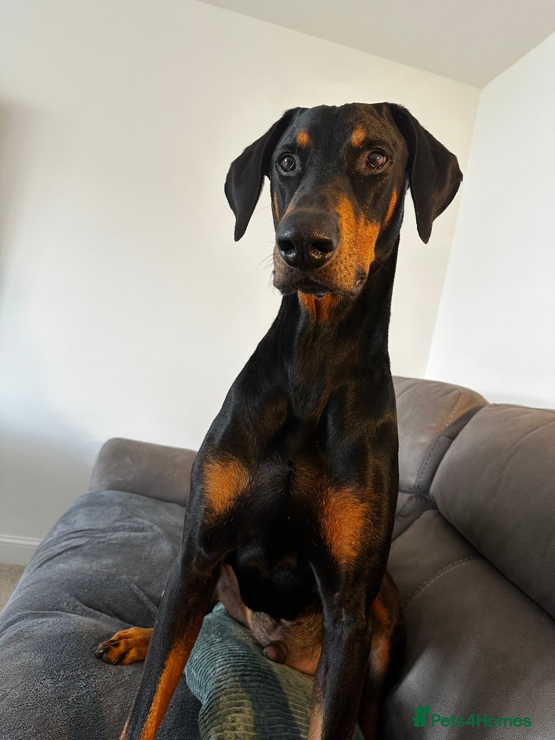 Dobermann dogs for sale: Wonderful Doberman for unfortunate adoption  - Advert 6