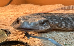 Monitor reptiles for sale: Bosc/savannah Monitor Lizard  - Image 6