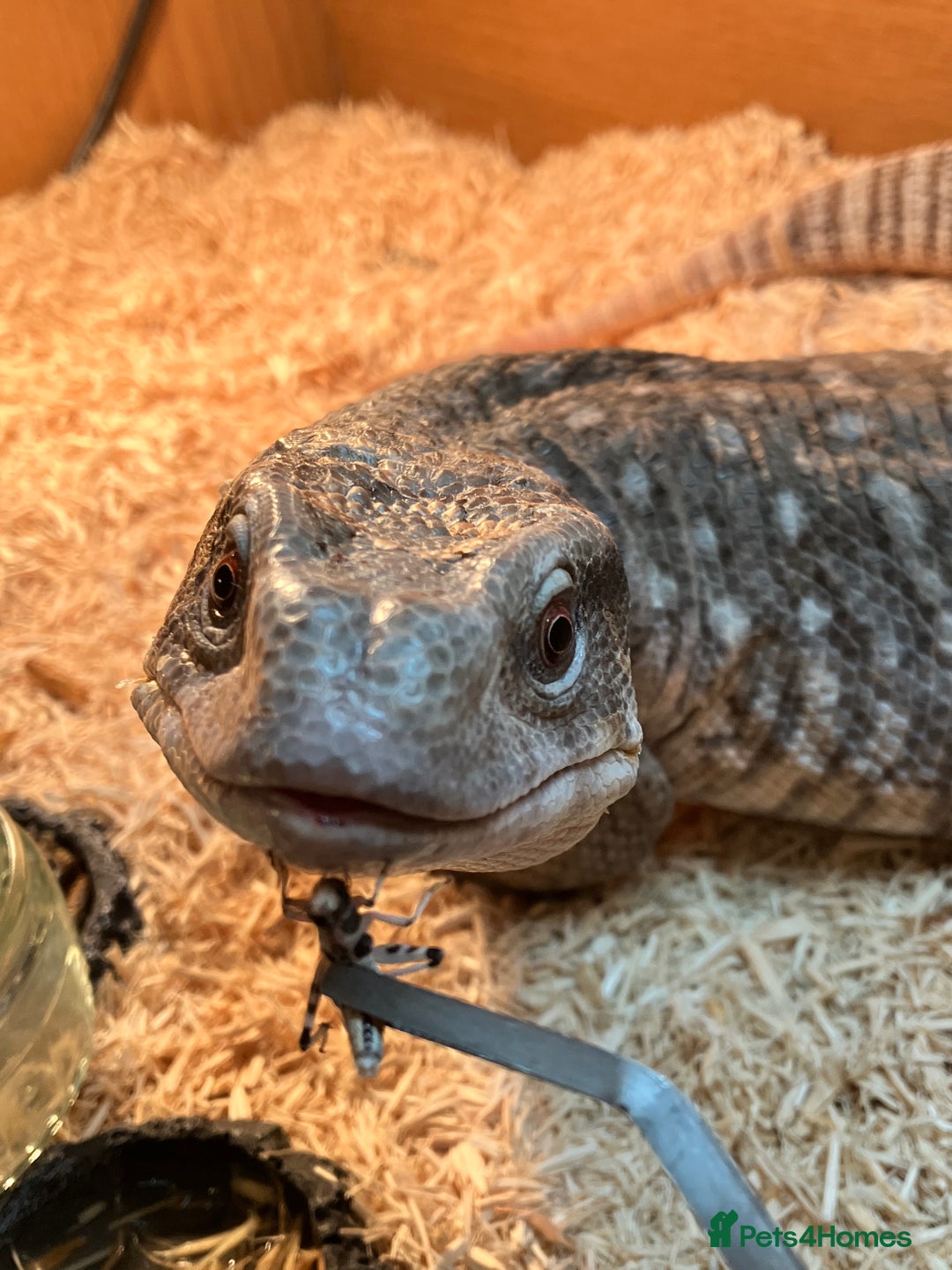 Monitor reptiles for sale: Bosc/savannah Monitor Lizard  - Image 6