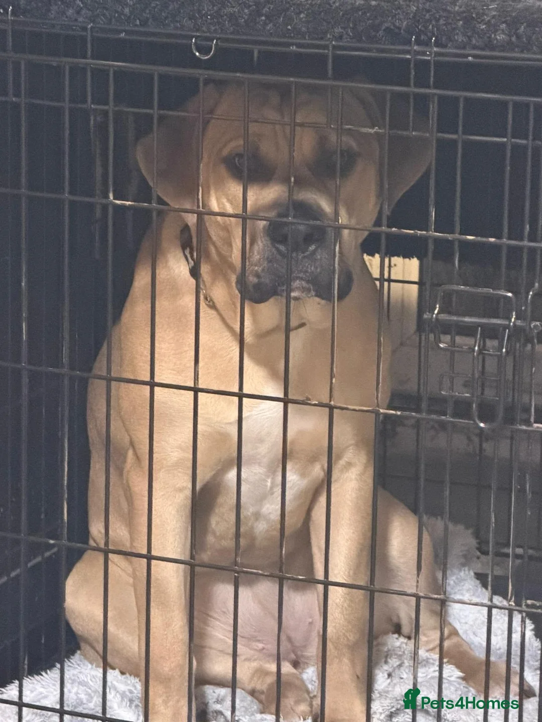 Mixed Breed dogs for sale: 7 month old female - Advert 6