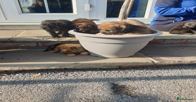 Mixed Breed dogs - Advert 6