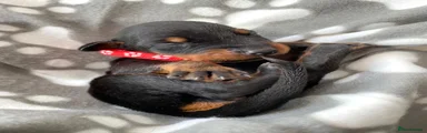 Dobermann 10