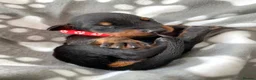 Dobermann dogs for sale: KC REGISTERED DOBERMAN PUPPIES - Advert 26
