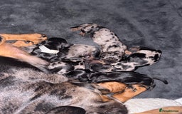 Miniature Dachshund dogs for sale: Miniature Dachshund Puppies!! PAYMENT PLAN - Image 3