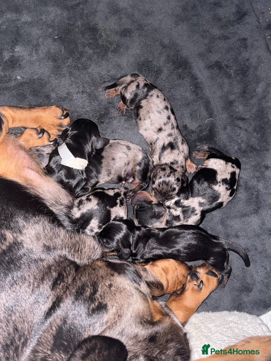 Miniature Dachshund dogs for sale: Miniature Dachshund Puppies!! PAYMENT PLAN - Image 3