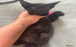 Scottish Fold cats for sale: Oriental shorthair x Scottish fold - Image 6