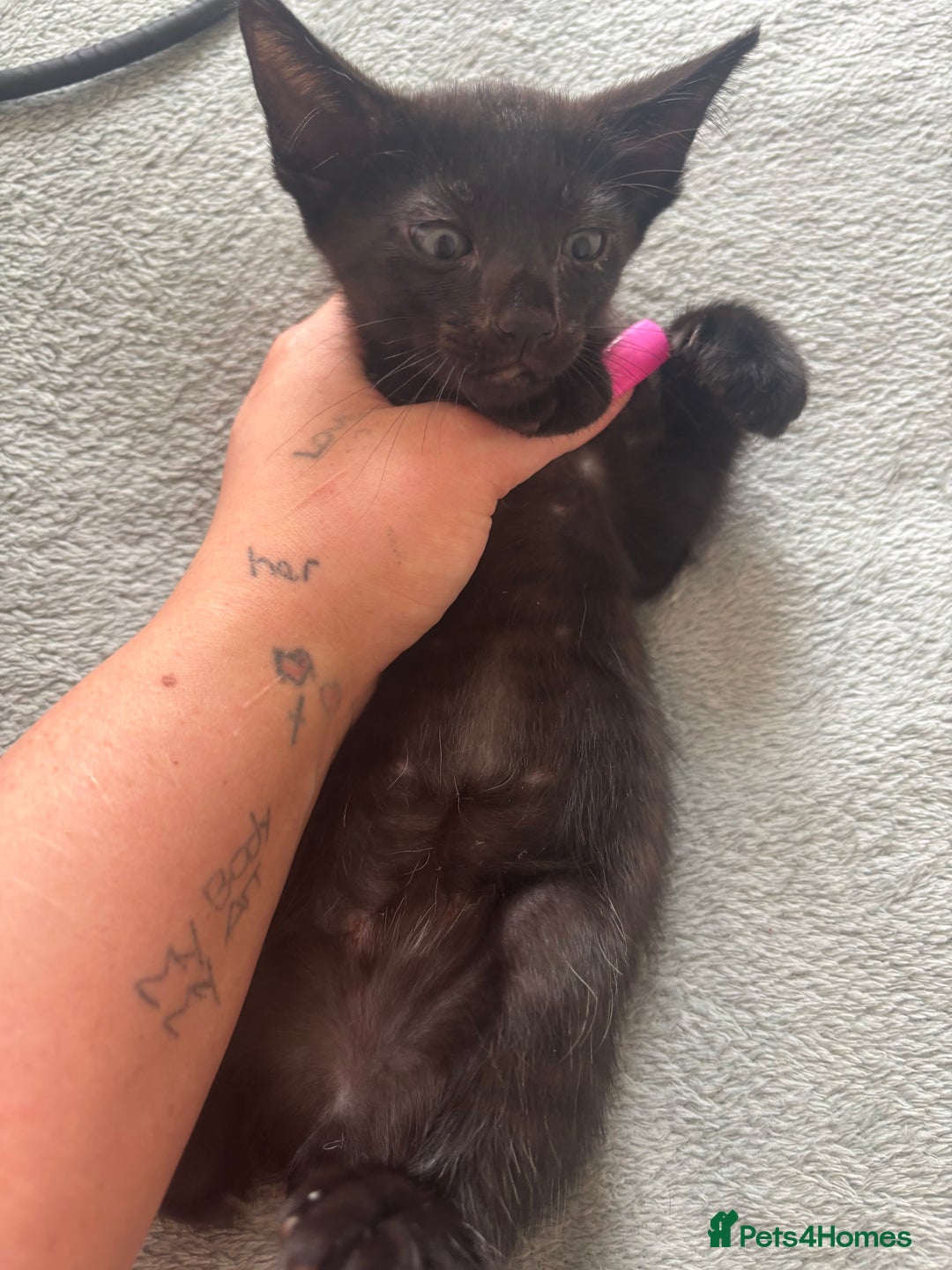 Scottish Fold cats for sale: Oriental shorthair x Scottish fold - Image 6