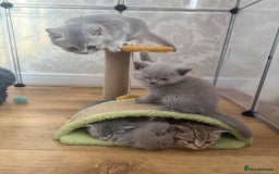 British Shorthair cats for sale: Pedigree British shorthair kittens ready in 2 week - Image 5